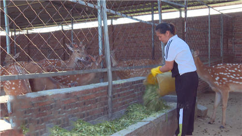 特色养殖促农增收 乡村振兴致富有“鹿”