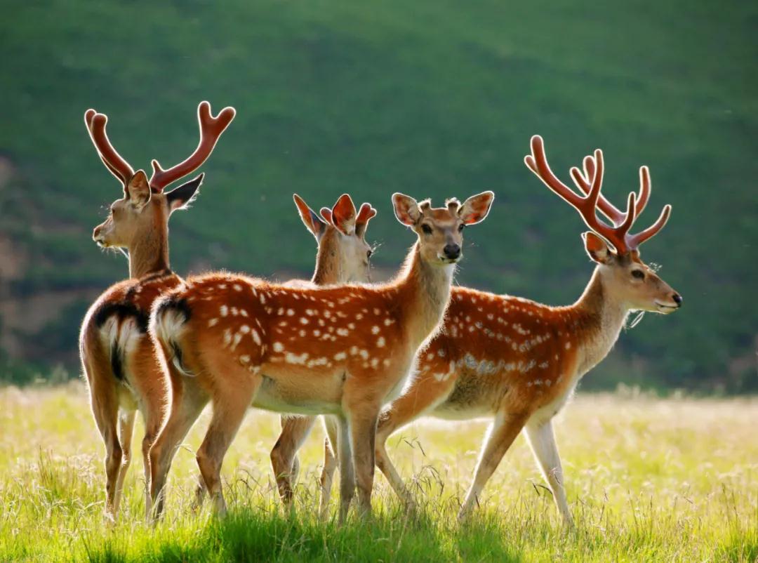 产业优势缘起幸福之“鹿”