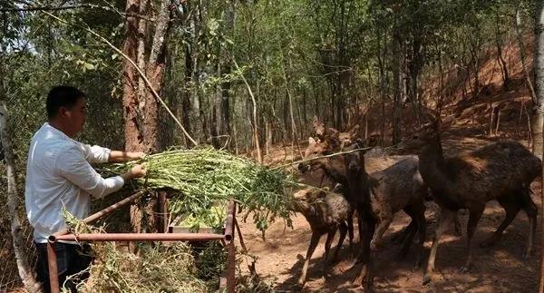 李忠德：梅花鹿养殖走“致富鹿”