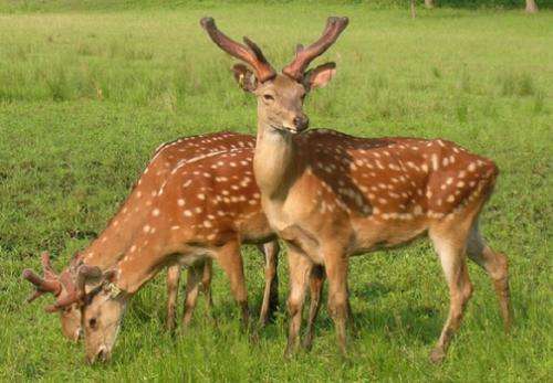 “80后”创立梅花鹿养殖合作社