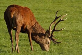 新疆马鹿产业研讨会在昌吉召开