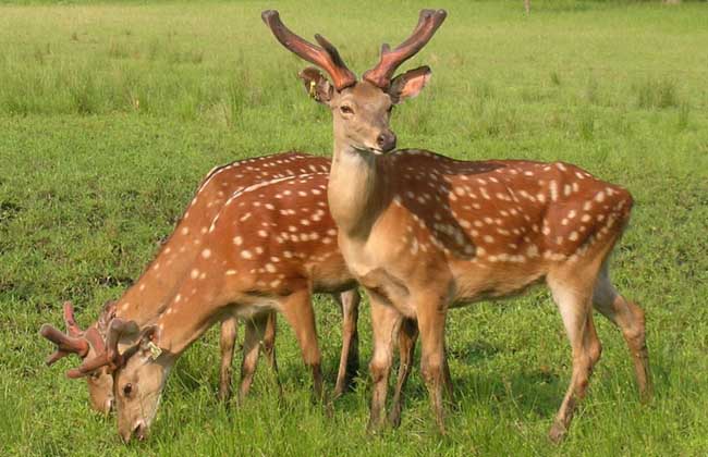 注意！人工繁育的梅花鹿不再是野生动物，属于特种畜禽