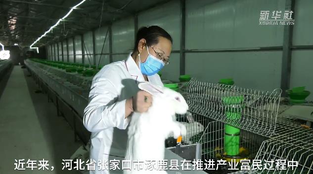 河北涿鹿：小獭兔敲开致富门